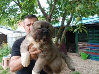 Kafkas çoban köpeği yavruları