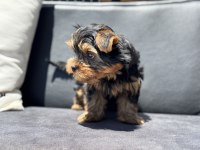 Anti allerjik tea cup yorkshire terrier yavrumuz