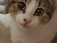 Masum Yüzlu kedimiz Miki