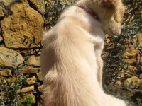 2,5 aylık golden retriever baby face yavru