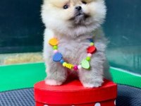 Safkan ayı suratlı pomeranian boo köpekler