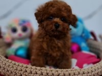 Şecereli Mini Boy Toy Poodle Yavrularımız