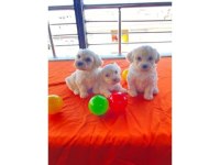 A Kalite maltese bebeklerimiz