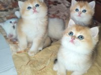 En güzel british shorthair yavrularımız ziyarete açık