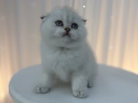 Scottish Fold Yavrular