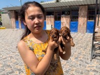 Maltipoo köpeği yavrularımız