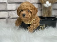 A kalite toy poodle yavrularım