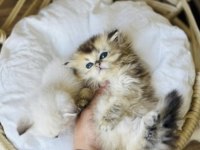 Golden british longhair yavrusu