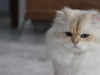 British Longhair Erkek 3.5 Yaşında ny1133