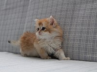 Ny12 şecereli british longhair
