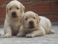 Golden retriever köpeği yavrular