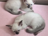2 aylık dişi siyam kedilerimiz yuvalarını bekliyor