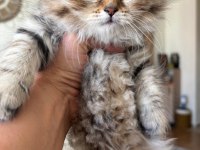 Black golden british longhair