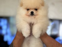 SHOW CLASS BABY FACE POMERANİAN BOO