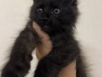 Polydactyly Maine Coon Bebekler