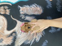 Toy poodle 2 aylık