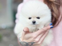 Boncuk Gözlü Pomeranian Boo Yavrusu
