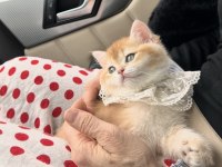 Saf Kan Golden British Shorthair Yavrular (Wcf Kayıtlı)