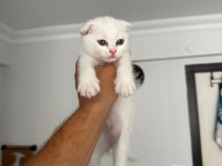SEVİMLİ PATİ KEDİLER PODYUMDA