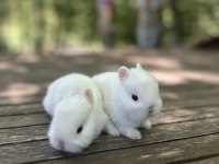 NETHERLAND DWARF CÜCE TAVŞAN