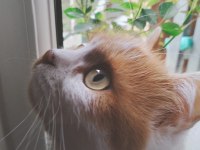 British Longhair Kırması Dostlarımız Yuva Arıyor