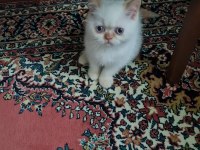 Dişi yavru exotic shorthair