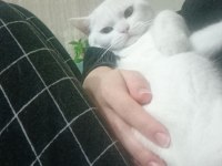 Ücretsiz sahiplendirme british shorthair erkek