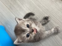 SEVECEN KEDİMİZ