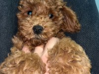 Toy poodle aciliyeti var