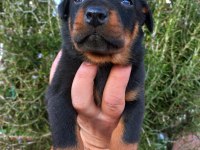 A kalite doberman yavrular