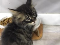 3 TANE TEKİR KEDİMİZ İÇİN YUVA ARIYORUZ
