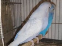 Jumbo takım muhabbet kuşu