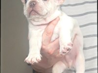 Exotic French Bulldog eşsiz güzellikte erkek yavru
