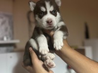 HARİKA HUSKY KÖPEKLER