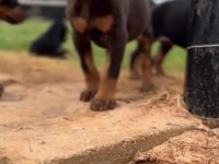 Doberman Yavruları