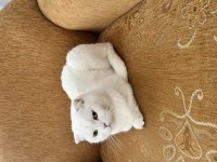Sakin uyumlu scottish fold