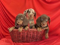 Son Gözdesi Egzotik Görüntüsü Dachshund Sosis