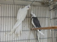 Çift Sultan Papağanı