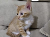 Sahiplenmeyi bekleyen melek kediler