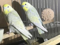Rainbow muhabbet kuşu takımları