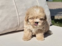 TEACUP MALTİPOO BEBEKLERİ SİZLERİ BEKLİYOR 