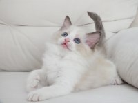 Full şecereli ragdoll yavruları