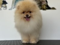 Show kalite fcı export pedigreli kore pomeranian