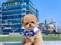 GERÇEK KORE ASILLI MALTIPOO BEBEKLERİMİZ