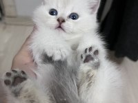 British shorthair erkek (açıklamayı okuyunuz)