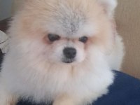 Pomeranian Boo Dişi 1 Yaşında