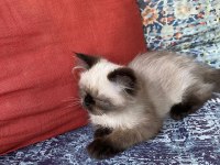 Chinchilla Kirpik yeni yuvasini ariyor