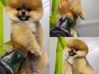 POMERANİAN BOO (ayı surat) GARANTİLİ YAVRULARIMIZ
