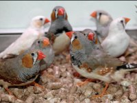 Zebra finch (hint bülbülü)