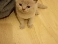 Minik patili dostlarımız sizinle olsun